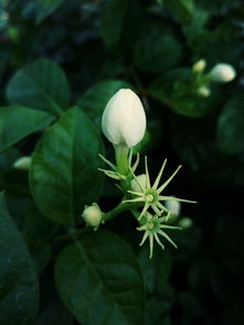 喝茉莉花茶可以减肥吗的长尾关键词有哪些